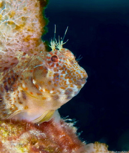 Oyster Blenny
Hypleurochilus pseudoaequipinnus
Bonaire NA by John Roach 